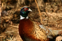 Pheasant1