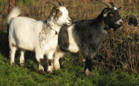 Goats2