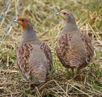 Grey Partridge