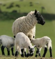 Sheep1