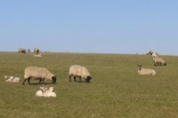 Sheep2