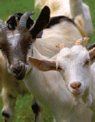 Goats1